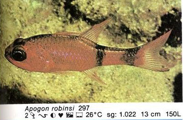 Apogon robinsi